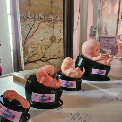 medical faculty general medicine dentistry slovakia bratislava 7