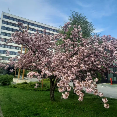 medical studies kosice general medicine dental medicine 8